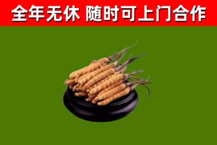四川省回收散虫草