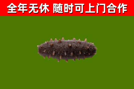 四川省回收海参干